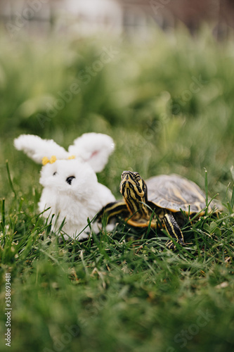 Yellow bellied slider turtle posing next to a white bunny toy