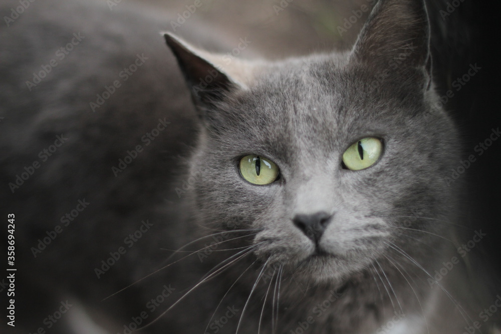 Beautiful Gray Cat