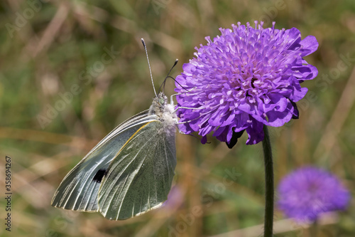 A Large White Butterfly nectaring on Devil's Bit Scabious photo