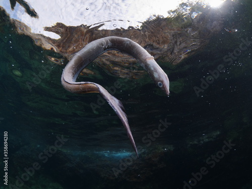 Photos dead conger eel on the surface of water drifting dead fish underwater ocean scen