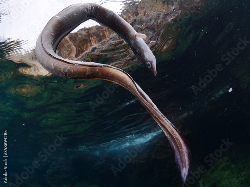 Bild auf Leinwand dead conger eel on the surface of water drifting dead fish underwater ocean scen