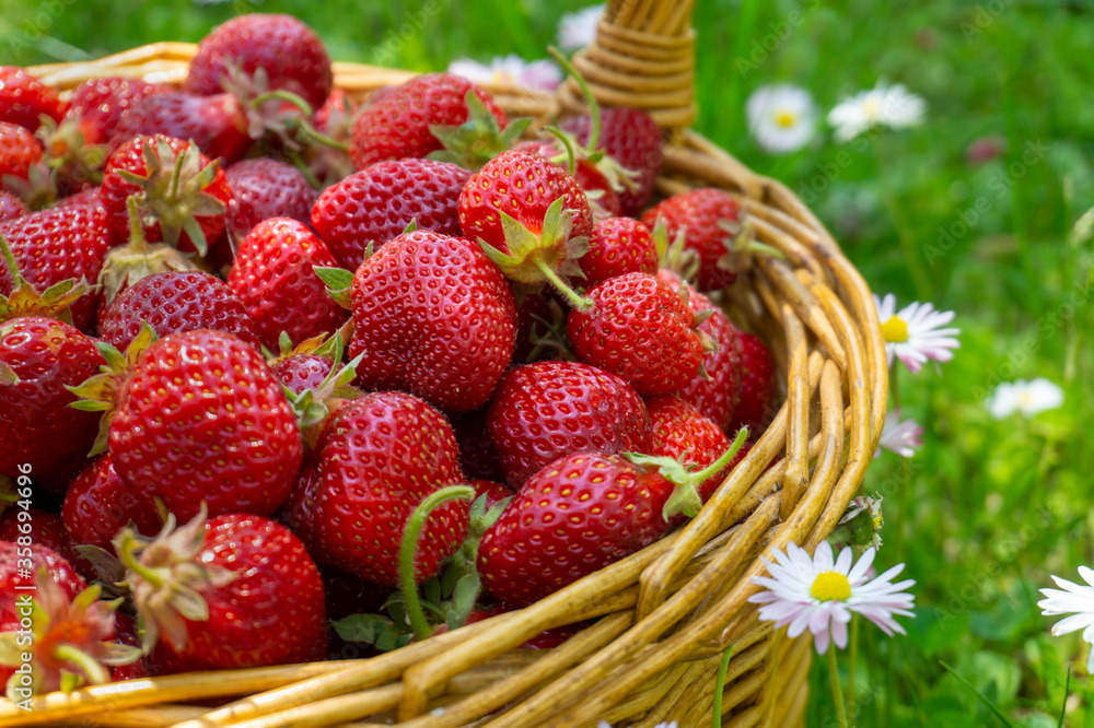 Rustic wicker basket with juicy ripe strawberries Rustic wicker basket with juicy ripe strawberries