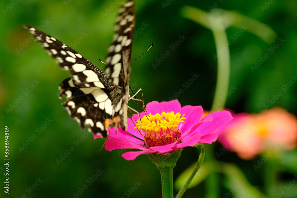 Naklejka premium a tropical butterfly alighted on pink zinnia flowers. The butterfly sucks on honey flowers or nectar for its food. this is a symbiosis between a butterfly and a flower. macro photography.