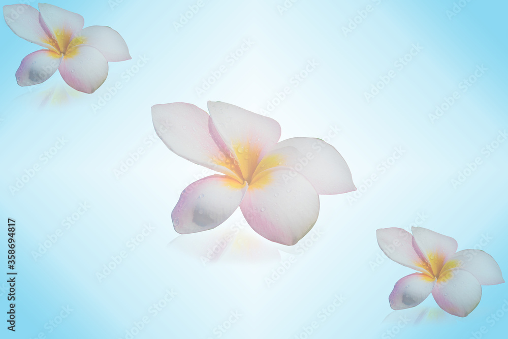 Abstract blue background with plumeria flowers