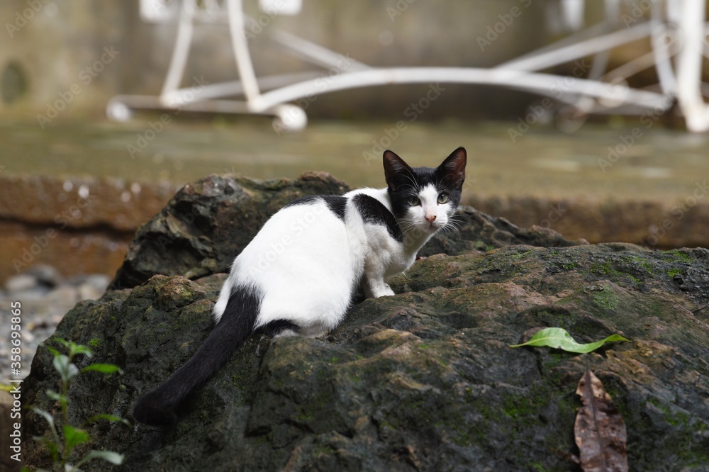 biało czarny kot w ogrodzie