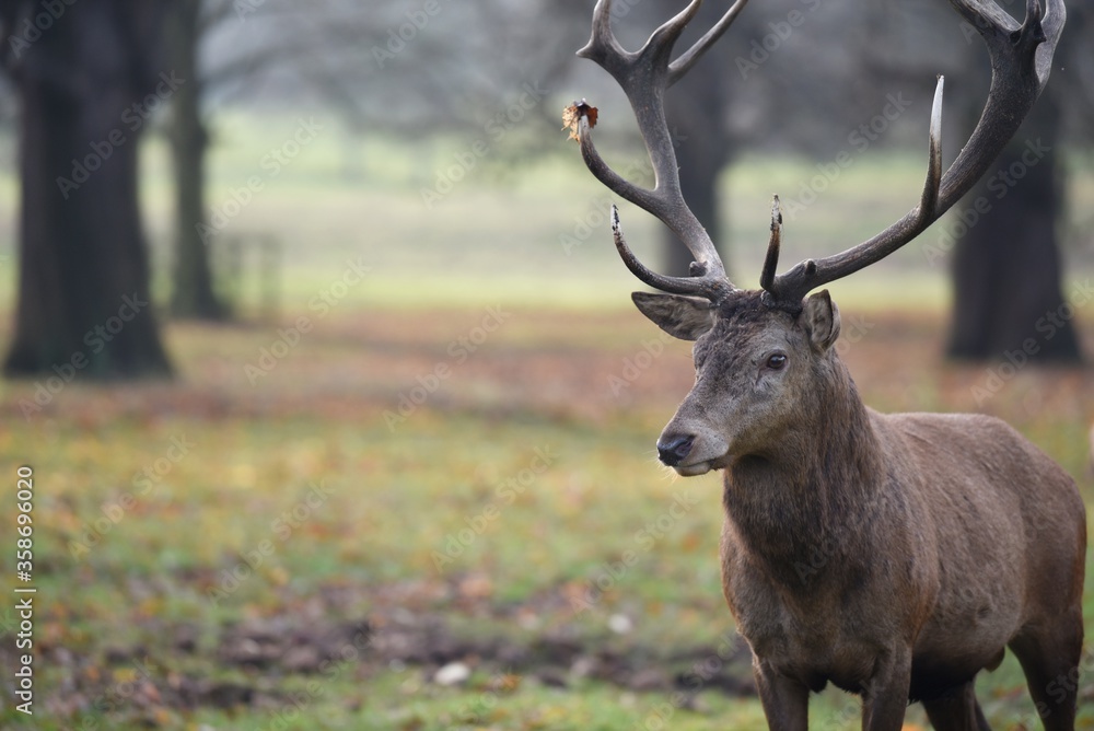 portrait of the deer