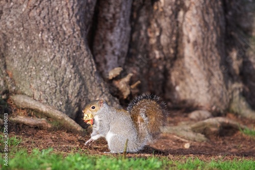 squirrel in English park autumn