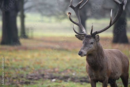 portrait of the deer