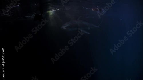 Great White Shark at night Neptune Islands South Australia 4k 75fps