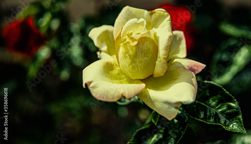 Flowers of various types and photographic style