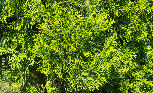 Thuja occidentalis. green thuja tree branches close up. selective focus.