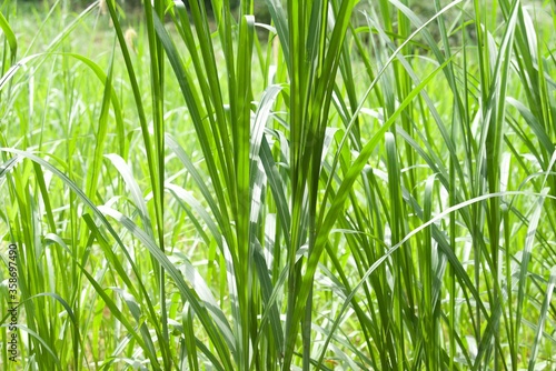 pole uprawy trawy cytrynowej