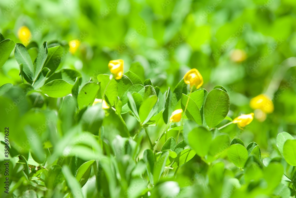 blossom yellow peanuts plant