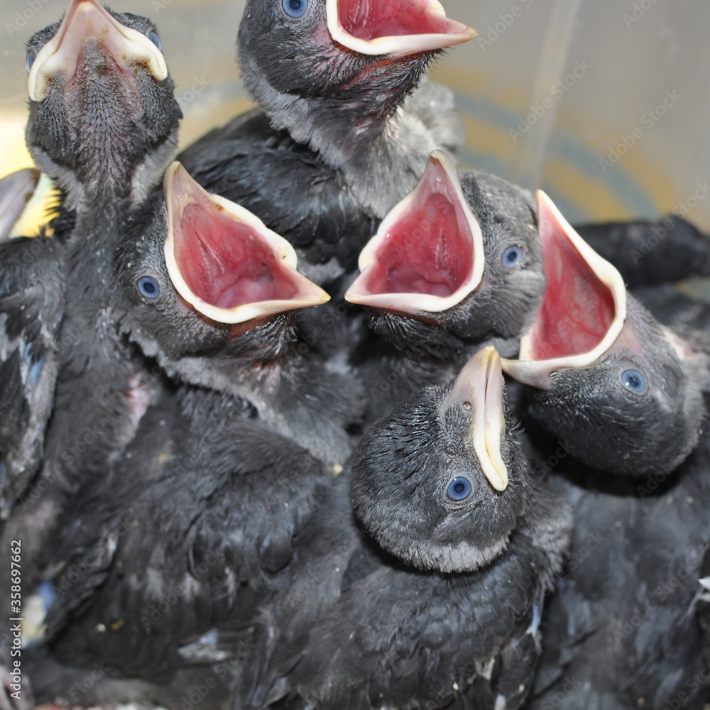hungry little jackdaws screaming with hunger