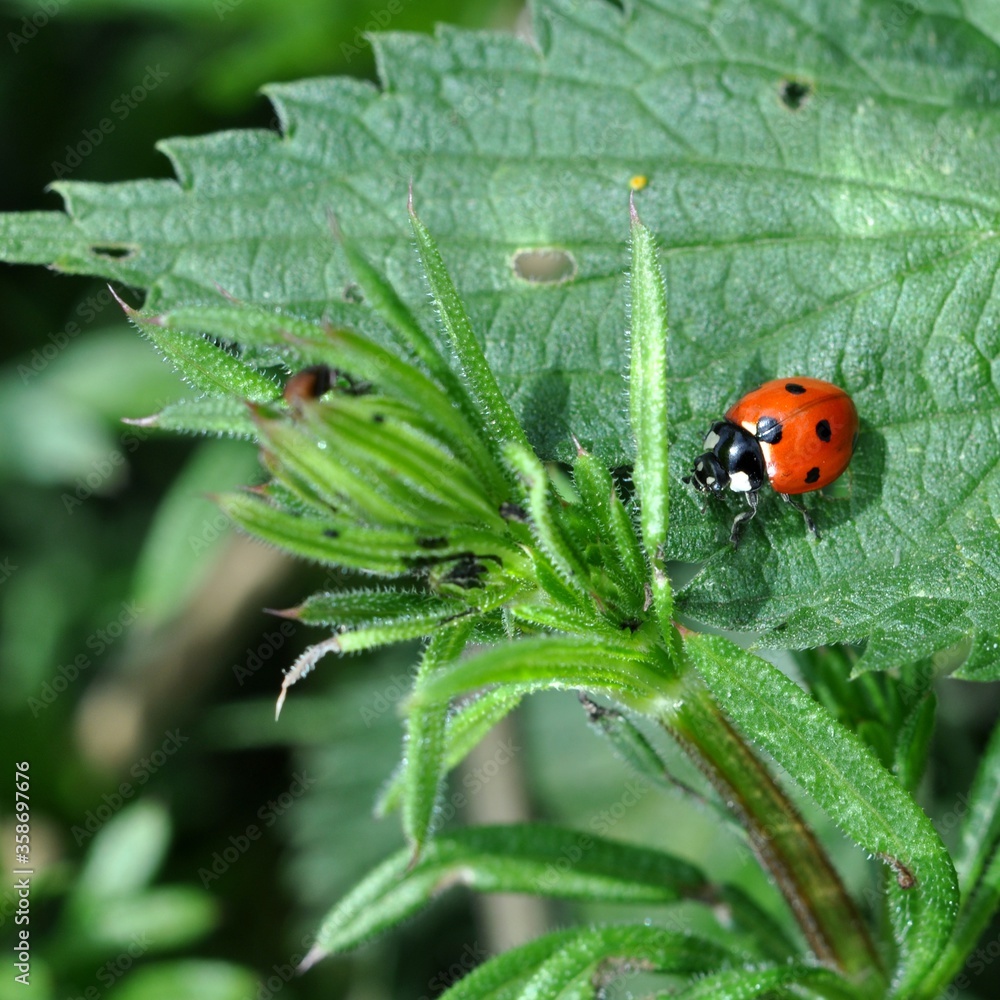 ladybird on the nettle plant