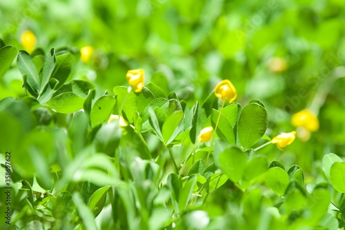 Obraz na płótnie blossom yellow peanuts plant w salonie
