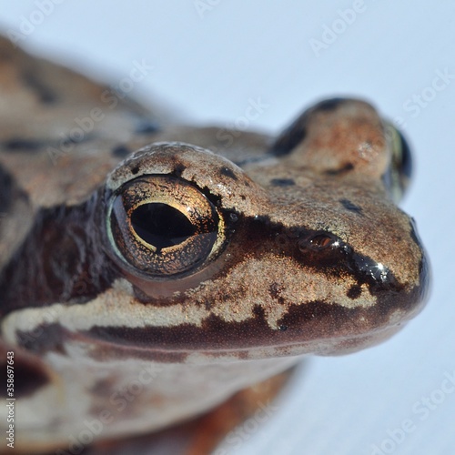 Obraz na płótnie portrait of brown frog w salonie