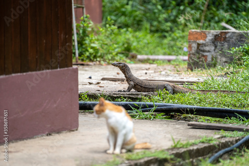 Water monitor lizard and domestic cat in yard of island Borneo, Malaysia
