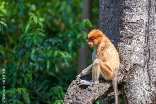 Wild Proboscis monkey or Nasalis larvatus, in rainforest of Borneo, Malaysia © OlegD