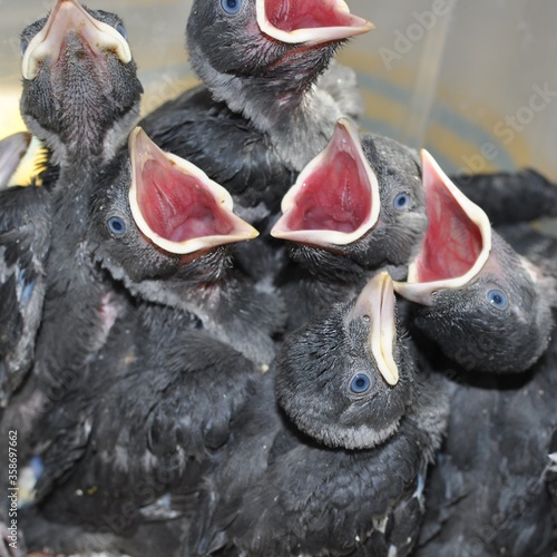 Obraz na płótnie hungry little jackdaws screaming with hunger w salonie