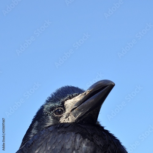 Obraz na płótnie portrait of the rook w salonie