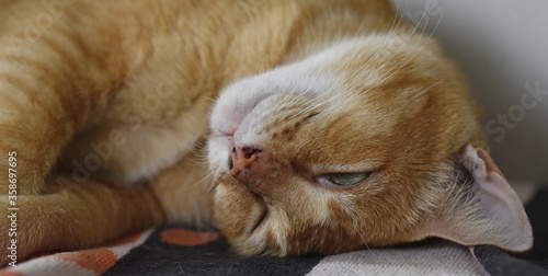 Obraz na płótnie old orange cat sleeps w salonie