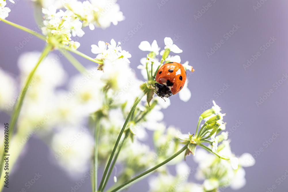 Fototapeta premium Ladybug on white flowers. Macro
