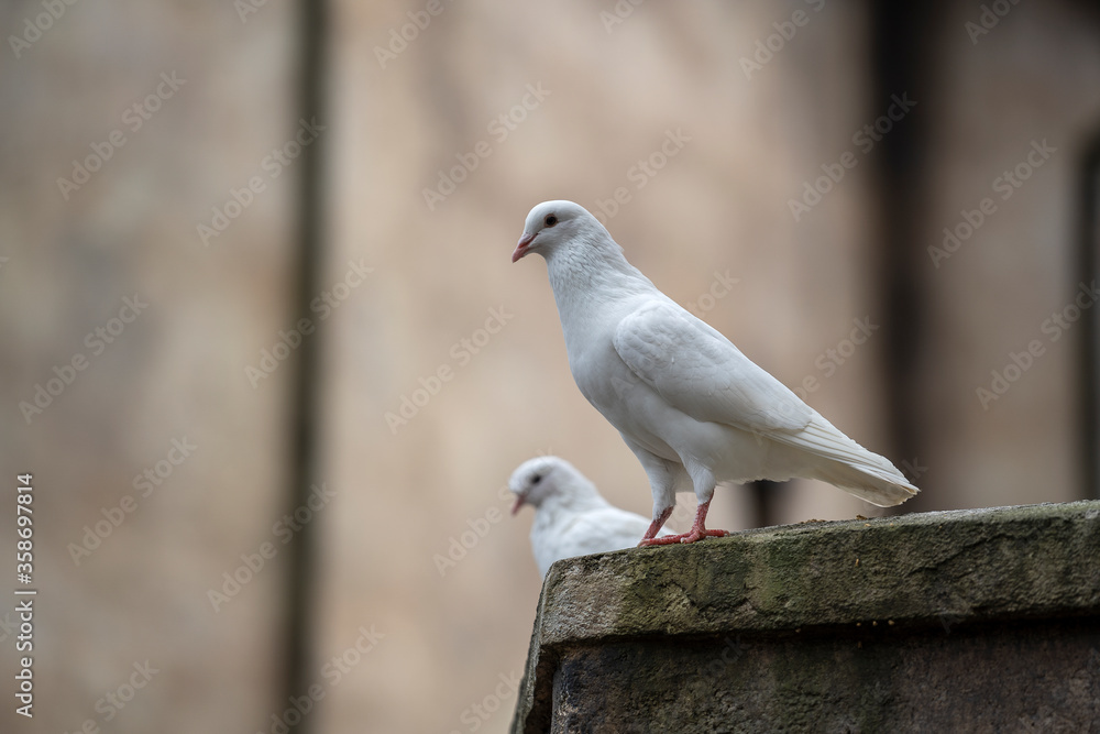 Fototapeta premium Two white dove sitting on a old roof in a mountain village near the city of Danang, Vietnam