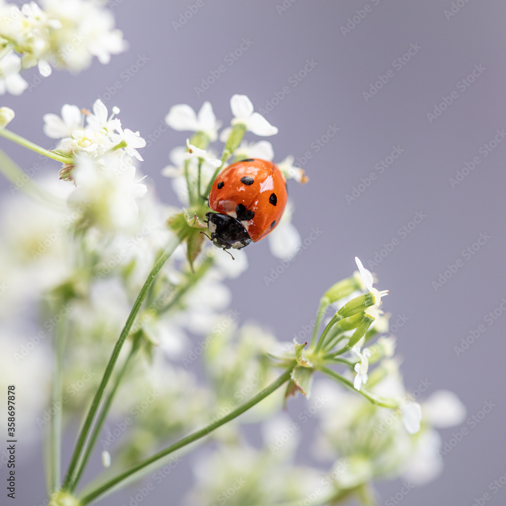 Fototapeta premium place for text, text, spring mood, hello summer, outdoors, tenderness, banner, inflorescence, wallpaper, romantic, petal, botany, bush, seasonal, cherry, bird cherry, love, fresh, backgrounds, environ