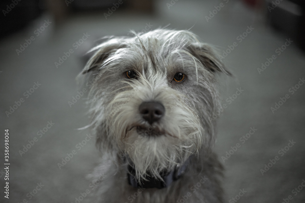 Old Man Faced dog with smirk on face black and white with yellow hazel eyes