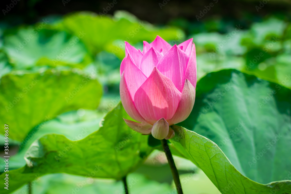 Pink lotus flowers blooming in the swamp.