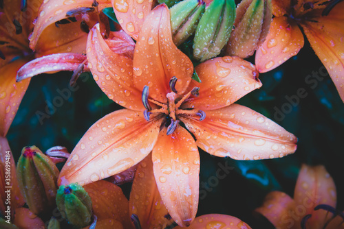 The asiatic lily is bursting with color photo