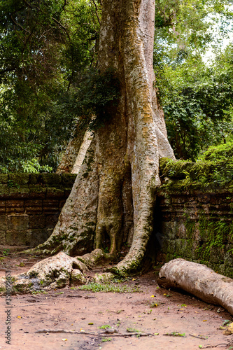 It's Part of the Ta Prohm (Rajavihara), a temple at Angkor, Province, Cambodia. It was founded by the Khmer King Jayavarman VII as a Mahayana Buddhist monastery and university.