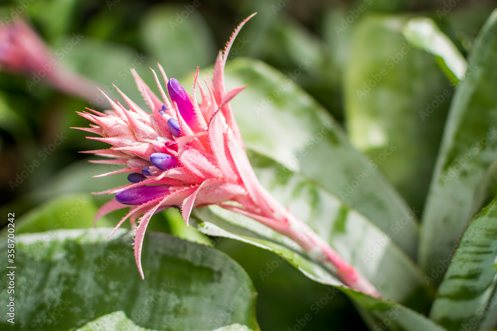 Fototapeta premium Pink aechmea fasciata flower tropical plant.