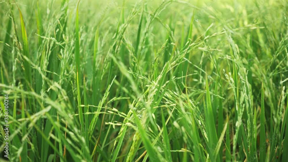 Paddy rice crop , rice stalks swaying in the wind, rice field background. Paddy rice crop , rice stalks swaying in the wind, rice field background.