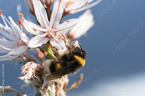 Macro shot of a bee pollinating the Branched asphodel flower photo