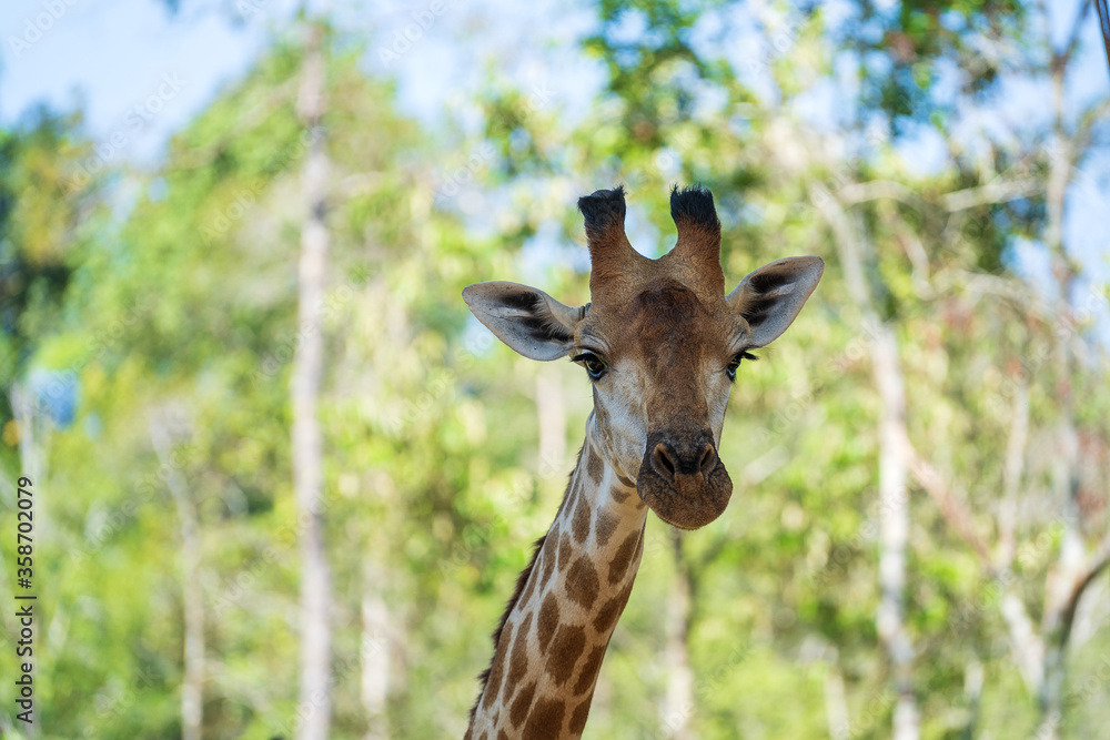 Portrait of a giraffe head in nature. Wild african animals