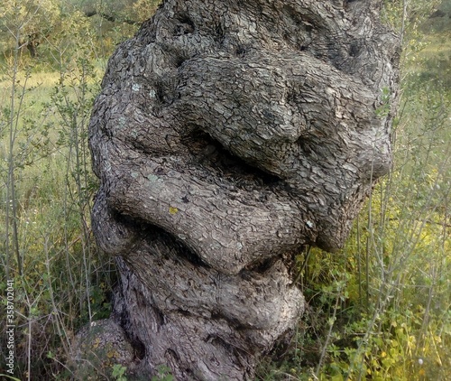 Closeup of an irregularly shaped tree trunk in the field with tall weeds photo