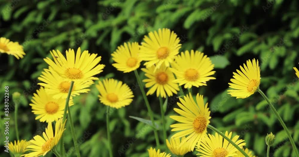 Closeup of yellow flowers swaying in the wind against a green natural background
Closeup of yellow flowers swaying in the wind against a green natural background