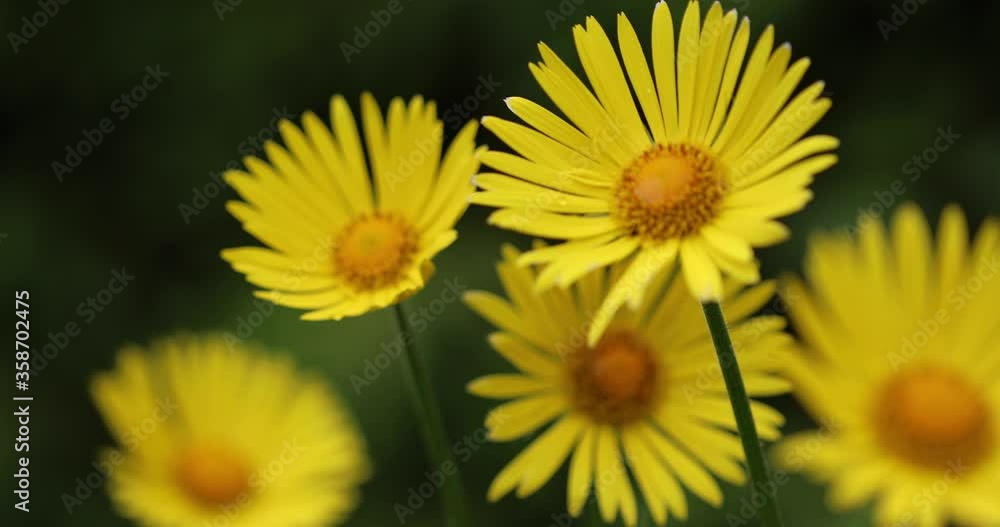 Closeup of yellow flowers swaying in the wind against a green natural background
Closeup of yellow flowers swaying in the wind against a green natural background