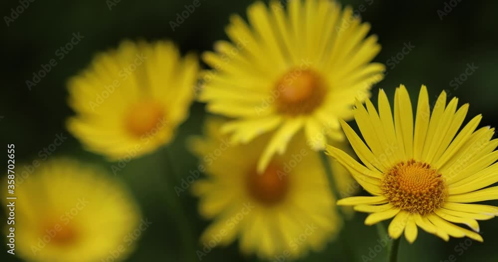Closeup of yellow flowers swaying in the wind against a green natural background
Closeup of yellow flowers swaying in the wind against a green natural background