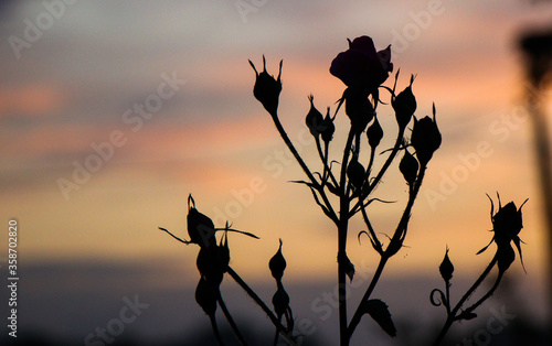 Silhouette of a rose on a sunset background 