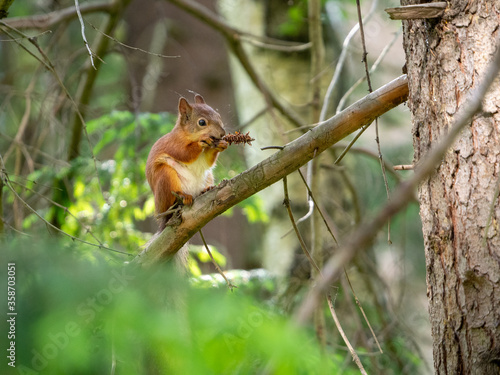 Red squirrel sits on a branch and nibbles a fir cone. Forest background with red squirrel. © Svetlana