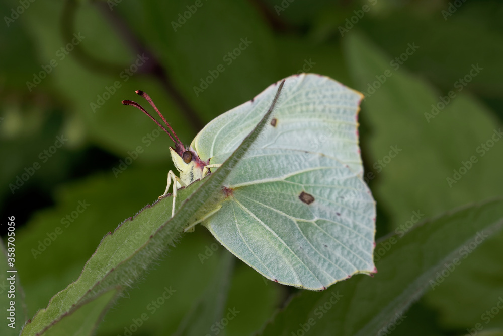 A Brimstone Butterfly holding onto a green leaf. A Brimstone Butterfly holding onto a green leaf.