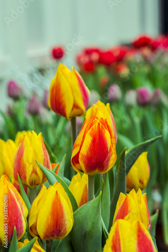 Amsterdam s tulips