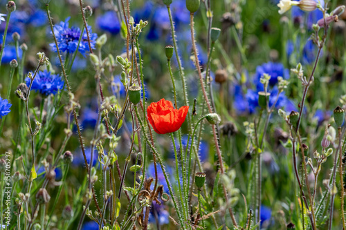 poppy flower in a field with cornflowers