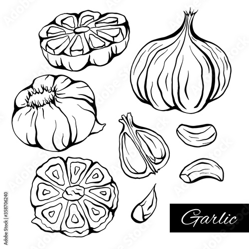 Set of sketch garlic illustration in various type. Antibacterial product for health. Useful seasoning for cooking. Natural spice. Vector element for menus, recipes, banners and your design.