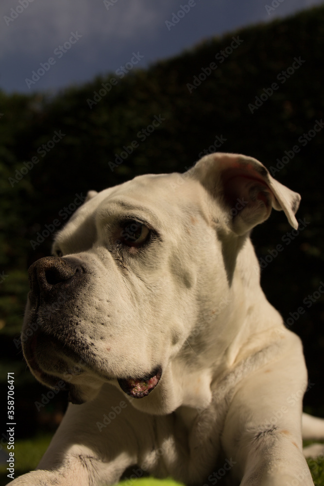White boxer dog portrait in a garden