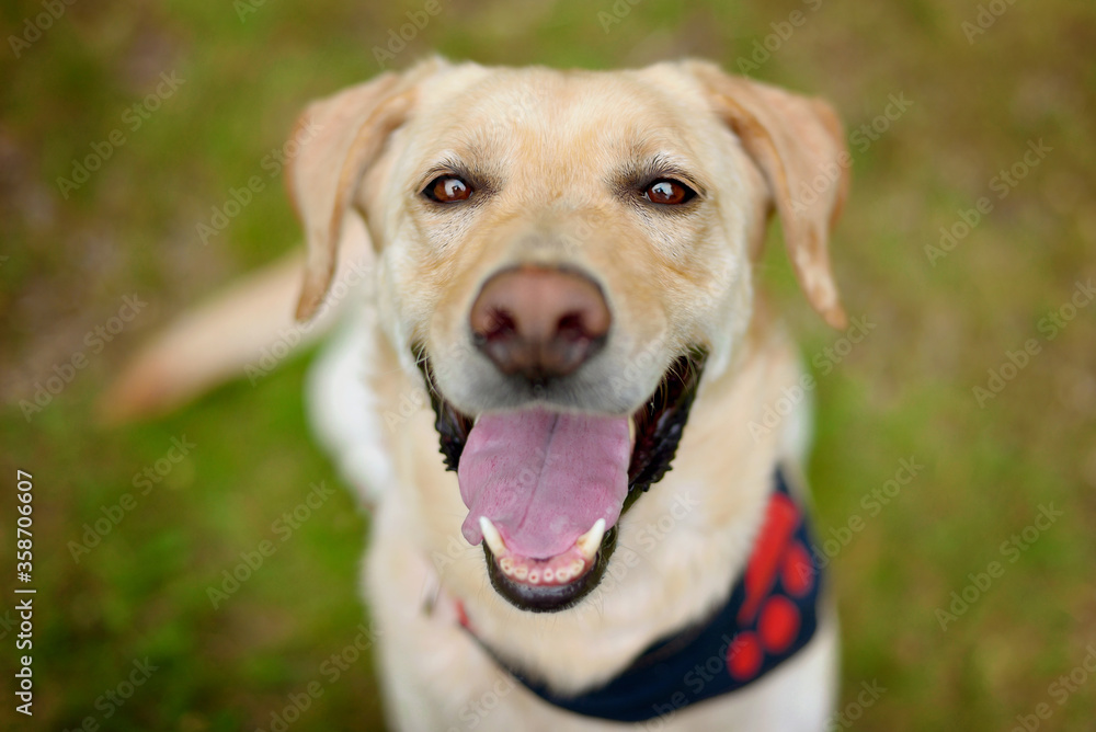 Labrador retriever sitting and looking up at the camera Labrador retriever sitting and looking up at the camera