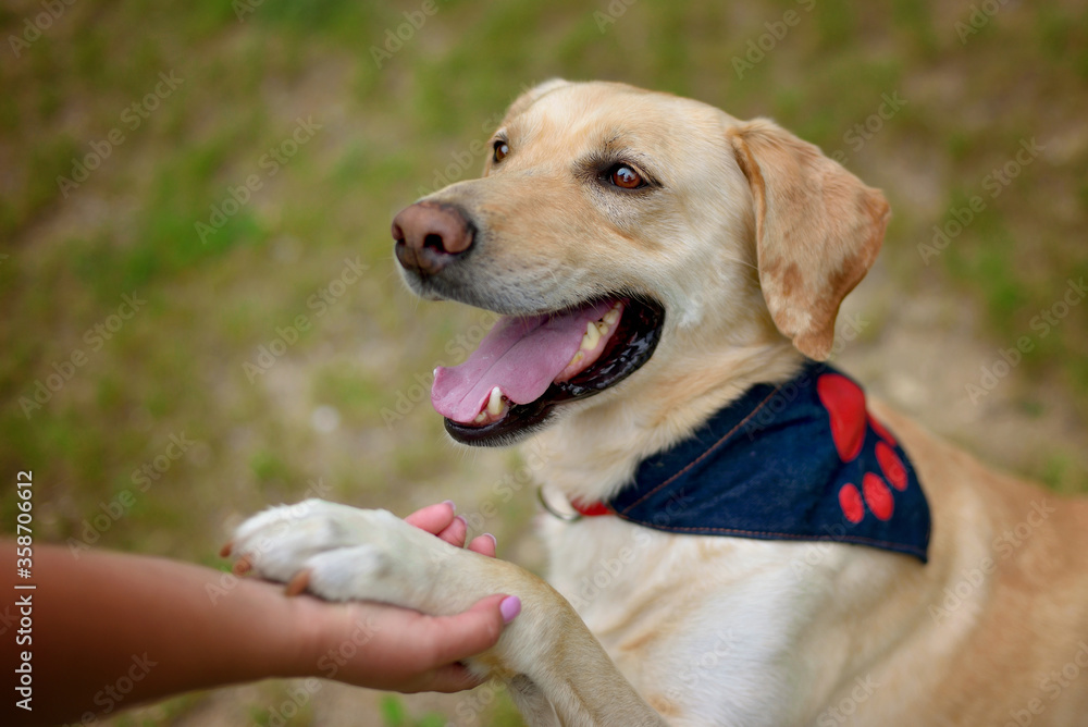 Labrador retriever sitting and handing a paw to a human hand Labrador retriever sitting and handing a paw to a human hand